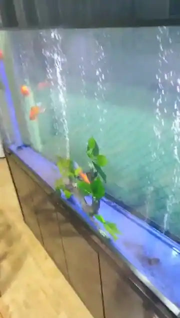 【独家流出】成人店老板娘05-15直播实录，全程高能！ 精彩预览